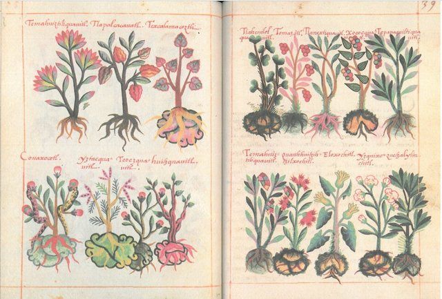Libellus de medicinalibus Indorum herbis ff. 38v-39r: Libellus de medicinalibus Indorum herbis ff. 38v-39r