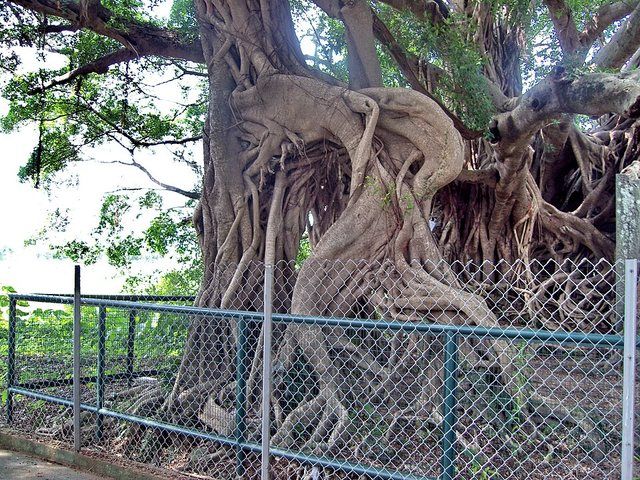 Kam Tin Tree House - 2007-09-30 13h55m08s SN200780: Kam Tin Tree House (An old banyan tree grew bigger and bigger besides the stone house, and after centuries, there're only part o