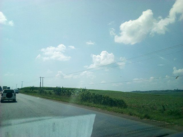 Iconic Kakira Sugarcane Plantation in Jinja: Iconic Kakira Sugarcane Plantation in Jinja with White Clouds in the background Along Jinja Tororo highway