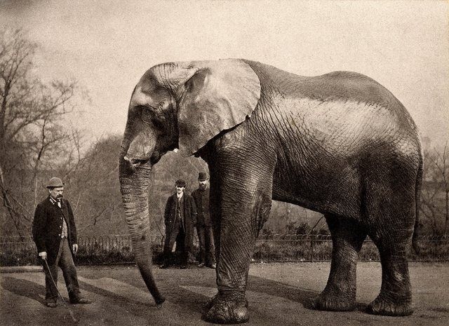Jumbo: Jumbo and his keeper Matthew Scott