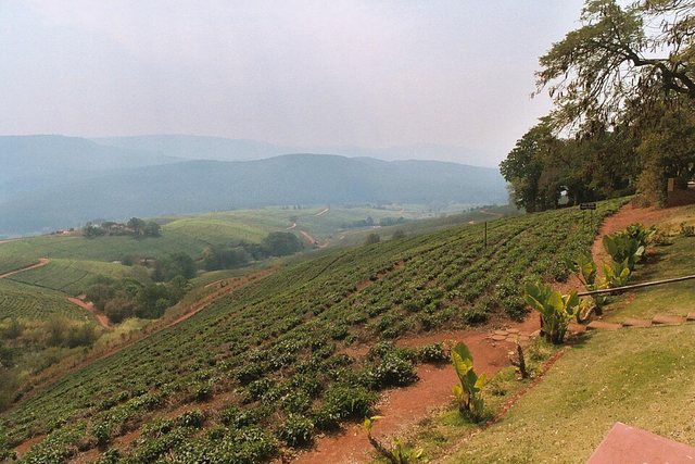 Tzaneen tea plants: Tea plantation in Tzaneen, South Africa. August 2003.