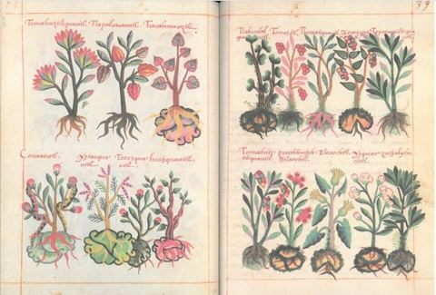 Libellus de medicinalibus Indorum herbis ff. 38v-39r: Libellus de medicinalibus Indorum herbis ff. 38v-39r
