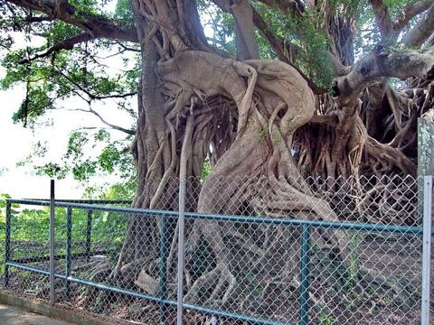 Kam Tin Tree House - 2007-09-30 13h55m08s SN200780: Kam Tin Tree House (An old banyan tree grew bigger and bigger besides the stone house, and after centuries, there're only part o