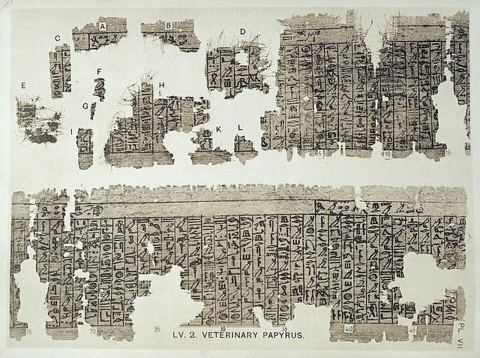 F.L. Griffith, Hieratic papyri from Kahun and Gurob.: Veterinary papyrus, LV.2. General Collections Keywords: gurob; hieratic papyri; kahun; petrie papyri; veterinary papyrus; Fran