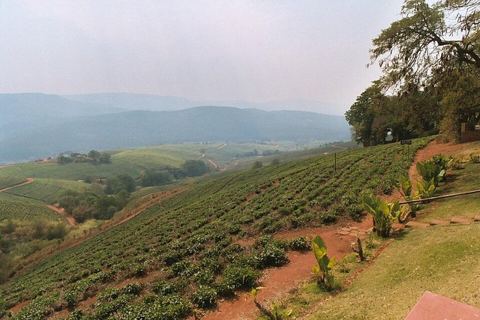 Tzaneen tea plants: Tea plantation in Tzaneen, South Africa. August 2003.