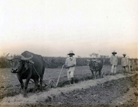 Plowing land for cane planting on Hacienda Luisita, Central Tarlac, P: Plowing land for cane planting on Hacienda Luisita, Central Tarlac, P.I. (Neg. No. 338, July 11, 1929 - R.D.