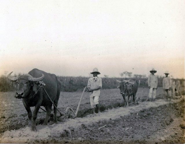 Plowing land for cane planting on Hacienda Luisita, Central Tarlac, P: Plowing land for cane planting on Hacienda Luisita, Central Tarlac, P.I. (Neg. No. 338, July 11, 1929 - R.D.